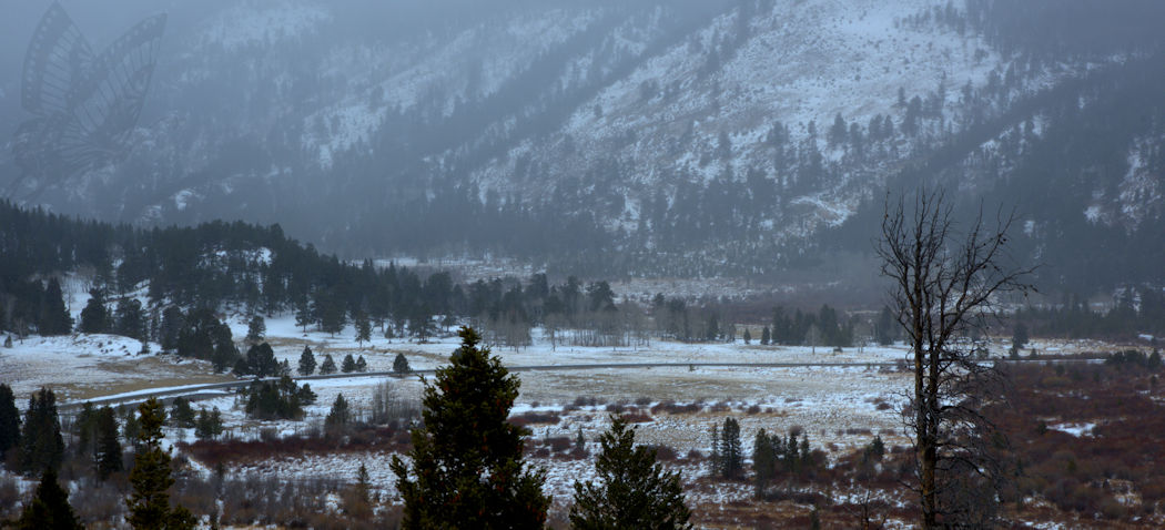 Snowy scene